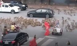 Tayland, maymunlar cehennemine döndü! Kent merkezlerini maymunlar ele geçirdi...