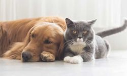 Kedi ve köpekleri kısırlaştırmak caiz mi?