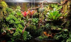Vivarium nedir? Vivaryum ne demektir?
