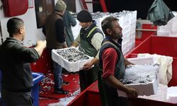 Karadeniz'de hamsi bereketi yaşanıyor