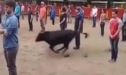 Boğaların tahrik edilmediği sürece insanlara saldırmadığı deneyle ortaya kondu