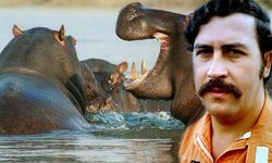 Pablo Escobar'ın su aygırları yasal haklara sahip tüzel kişi olarak kabul edildi