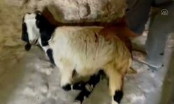 Yahudi işgalciler Batı Şeria'da Filistinlilerin keçilerini bıçakladı