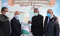 Kocasinan Belediyesi ata tohumu 'gacer buğdayı' dağıttı