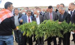 Burdur'daki kenevir hasadı protokol eşliğinde yapıldı