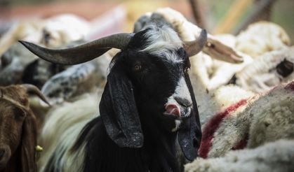Kurban pazarlarında bayram hareketliliği başladı