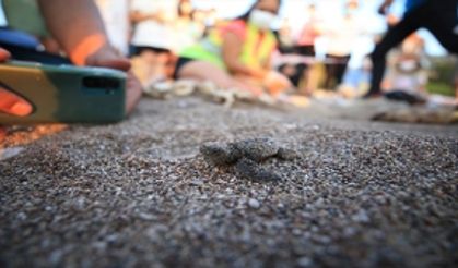 Caretta caretta yavruları denizle buluşmaya başladı