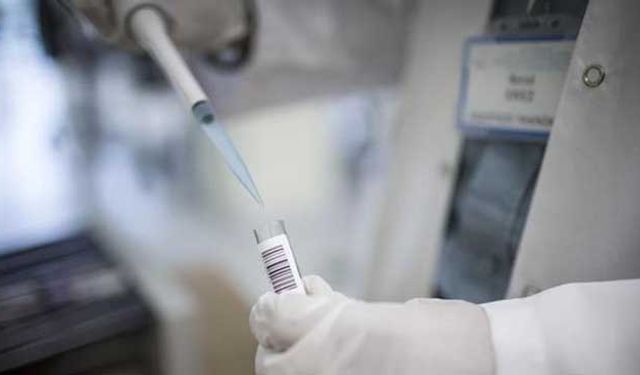 ABD'li araştırmacılar yenilebilir koronavirüs aşısı üzerinde çalışıyor