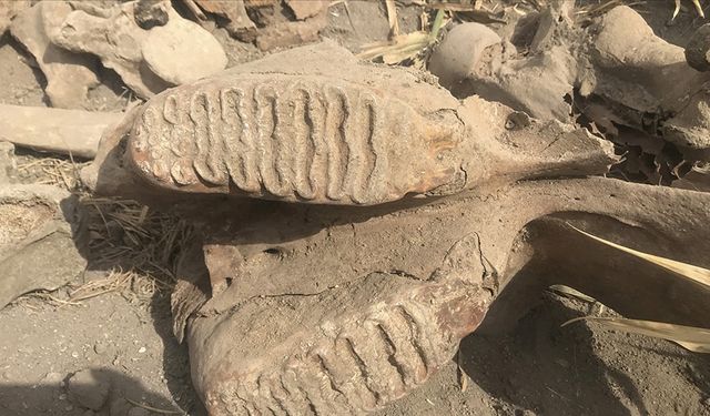 Ekim için sürülen tarlada fil fosili bulundu