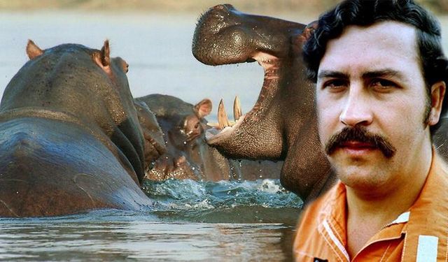 Pablo Escobar'ın su aygırları yasal haklara sahip tüzel kişi olarak kabul edildi