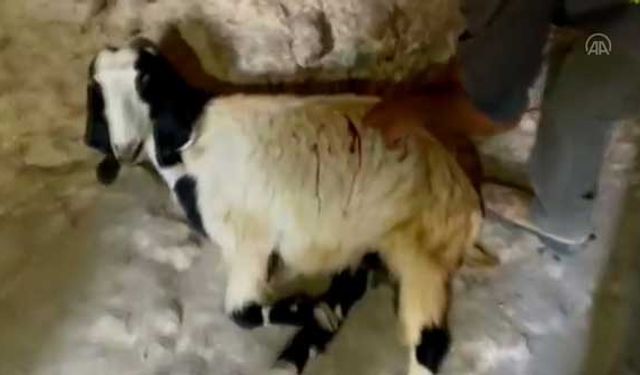 Yahudi işgalciler Batı Şeria'da Filistinlilerin keçilerini bıçakladı