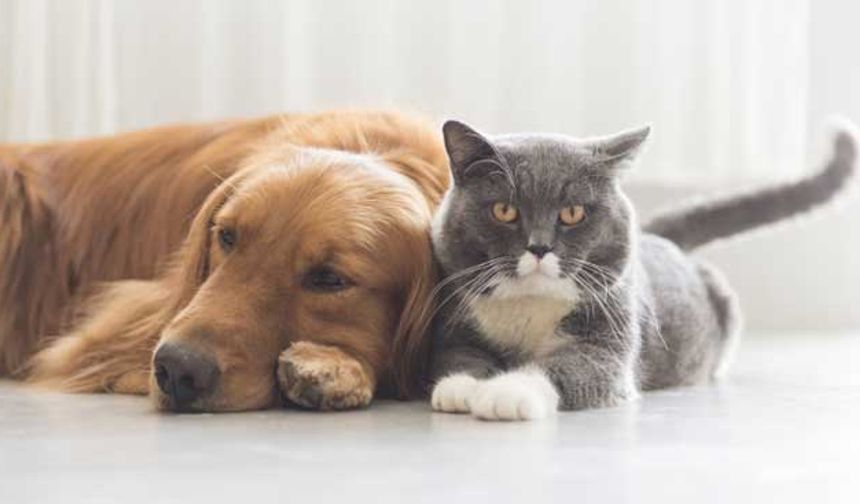 Kedi ve köpekleri kısırlaştırmak caiz mi?
