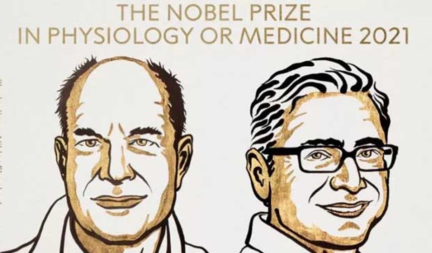 2021 Nobel Tıp Ödülü sahiplerini buldu