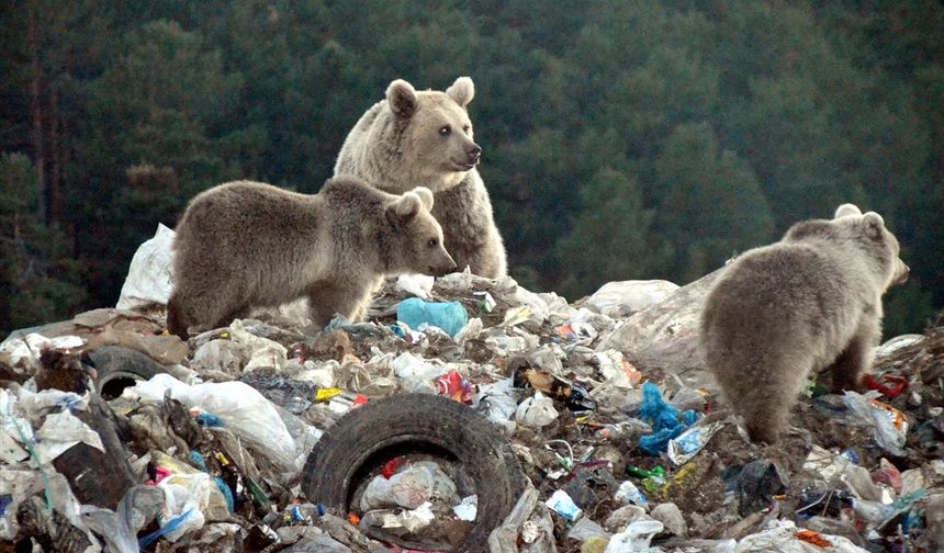 Kars'ta çöplükten beslenen bozayı ailesi görüntülendi