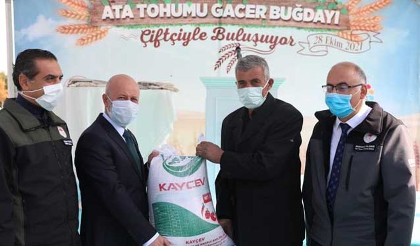 Kocasinan Belediyesi ata tohumu 'gacer buğdayı' dağıttı